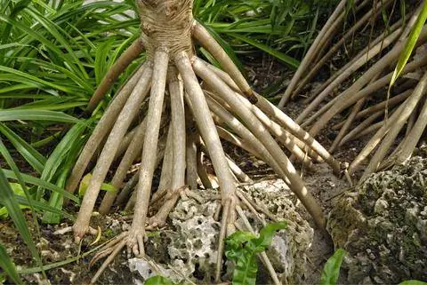 ходульные корни