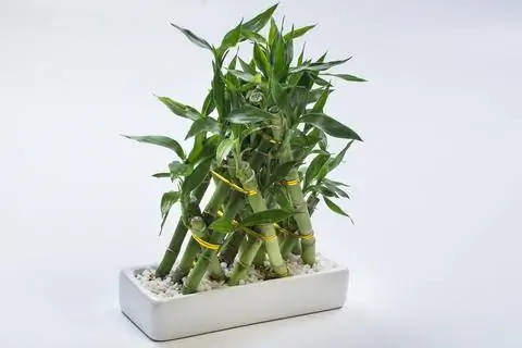 Группа счастливого бамбука