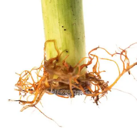 Счастливые корни бамбука