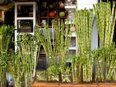 Счастливые черенки бамбука