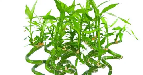 Счастливый бамбук