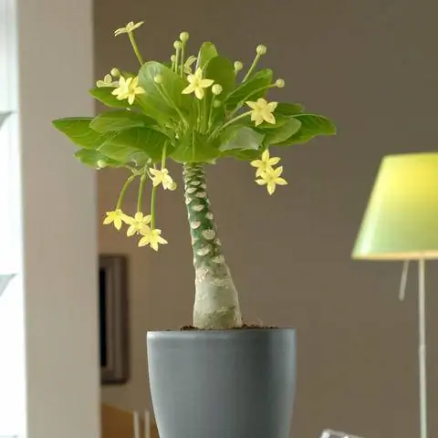 Гавайская пальма как комнатное растение