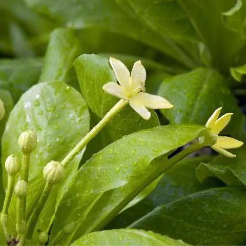 Цветы гавайской пальмы