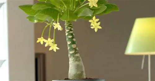 Гавайская пальма