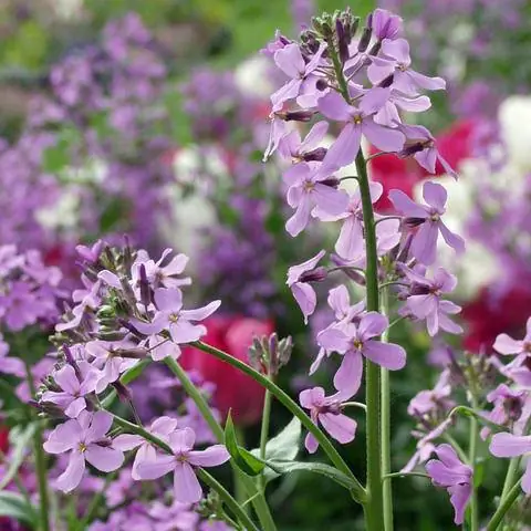 Цветок ночной фиалки (Hesperis matronalis)