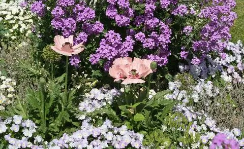 фиалка ночная фиалка, мак турецкий и фиалка рогатая