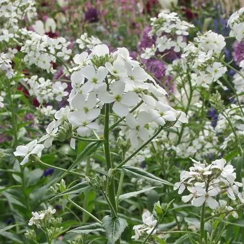 белая цветущая ночная фиалка