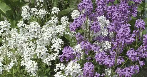 Ночная фиалка обыкновенная