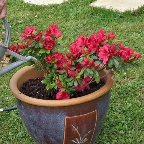 Японские азалии в горшках