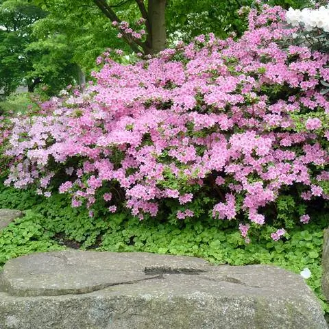 Японские азалии в саду камней