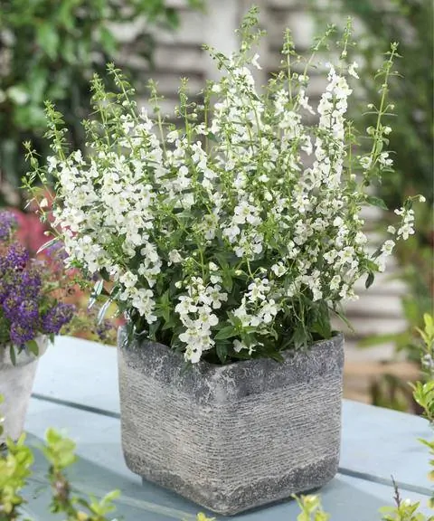 "Серена Уайт"