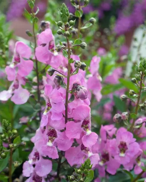 Angelonia angustifolia 'Archangel Dark Pink'