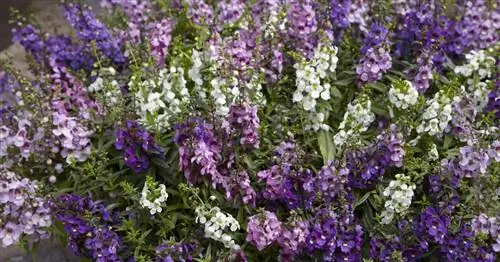 Ангелония, лицо ангела