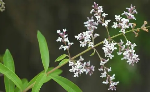 Цветы лимонной вербены