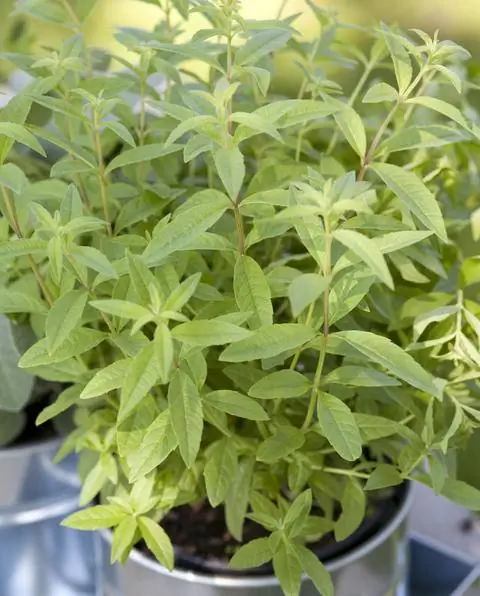 Лимонная вербена в горшке