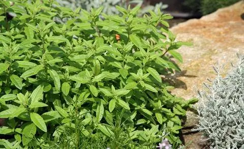 Лимонная вербена на травяной подушке