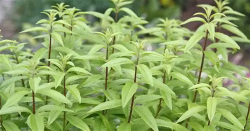 Вербена лимонная, лимонный куст