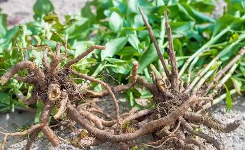 Осенью выкапывают утолщенные корни валерианы