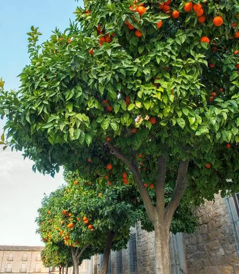 апельсиновое дерево