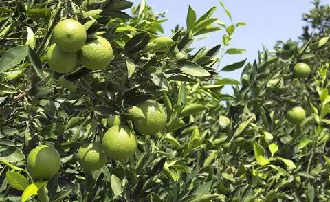 зеленые плоды апельсинового дерева