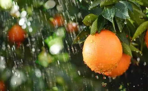 посыпать апельсиновое дерево