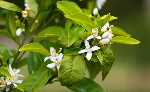 Апельсиновое дерево с белыми цветами