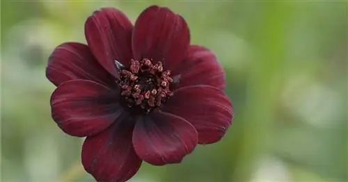 Шоколадный цветок, Шоколадный космос