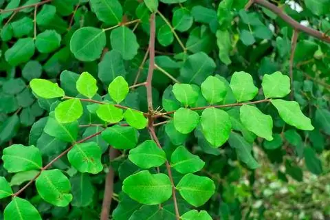 Ветки рожкового дерева