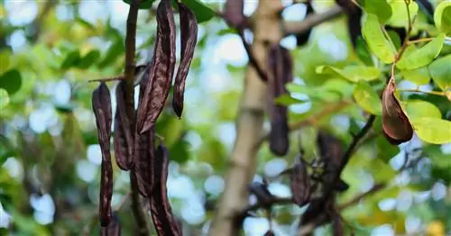 Рожковое дерево