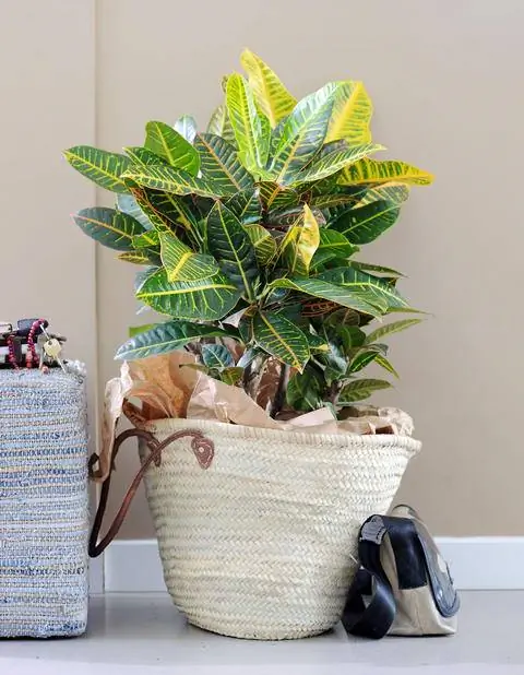 чудо-кустарник