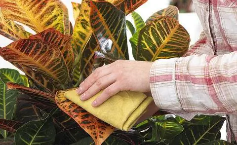 Вырастить чудо-кустарник