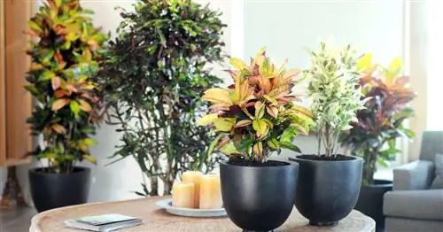 Кротон, чудо-кустарник