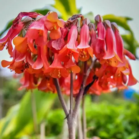 Цветы цветка