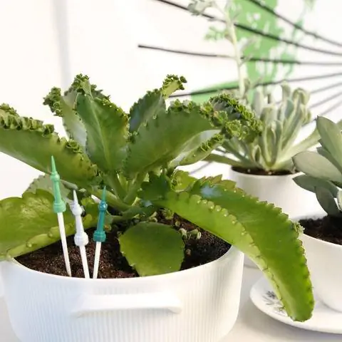 расплодный лист в горшке