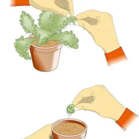 Удалить молодые растения