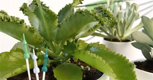 Выводковый лист