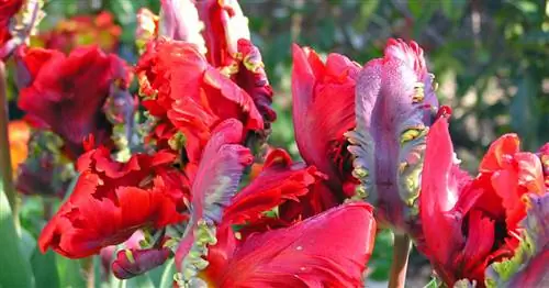 Тюльпаны-попугаи