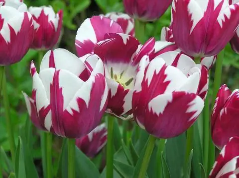 'Полосатый парус'