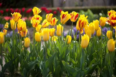 Рембрандт Тюльпан 'Полосатая Беллона'