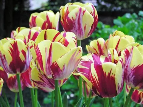 Рембрандт Тюльпан 'Красавица Волендама'