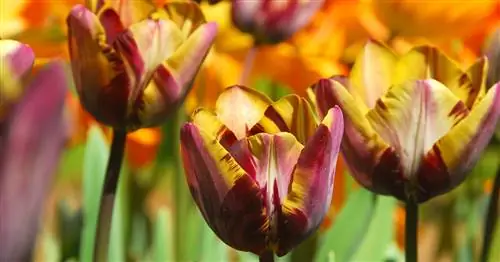 Тюльпаны Рембрандта