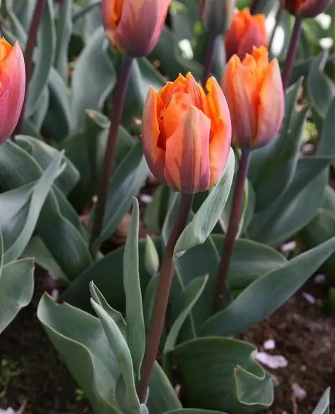 «Принцесса Ирэн»