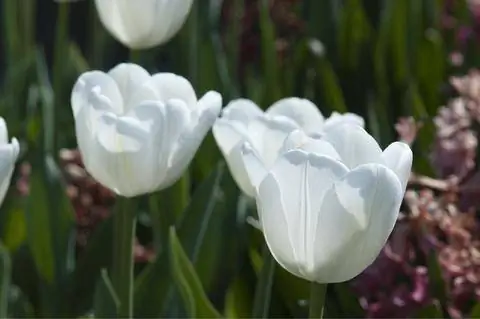Тюльпан Триумф (Tulipa) 'White Dream'