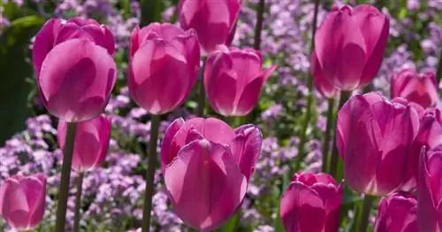 Триумф Тюльпаны