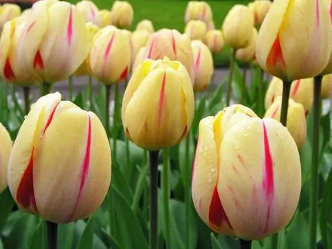 Тюльпан 'Пылающее сердце'