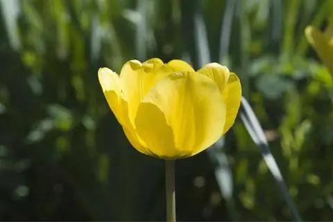 Тюльпан 'Golden Apeldoorn'