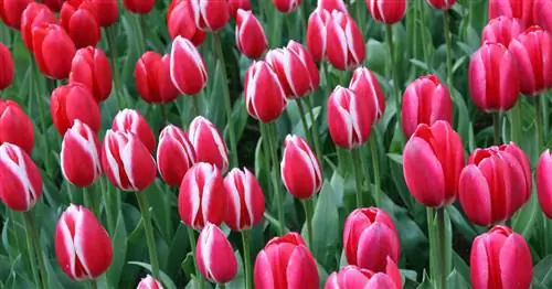 Тюльпаны Дарвина