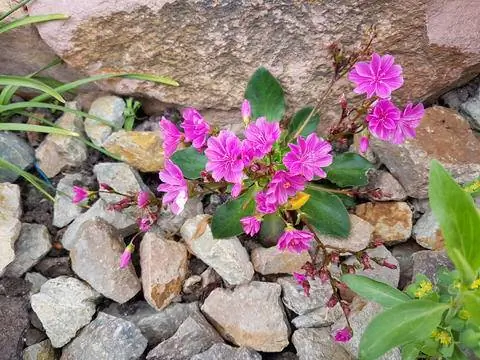 Льюисия в альпинарии