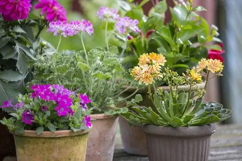 Фарфоровые розочки в горшке