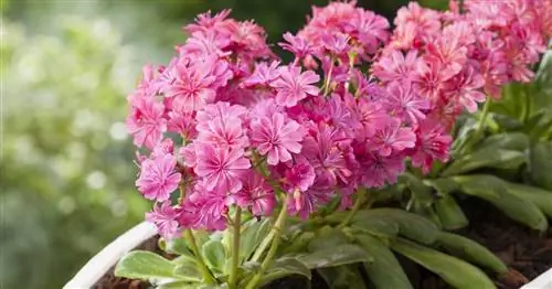 Льюисия, Фарфоровая роза